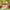 Kimmon Fruit Plush 